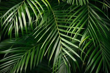 Close-Up of Lush Green Palm Leaves Against a Dark Background