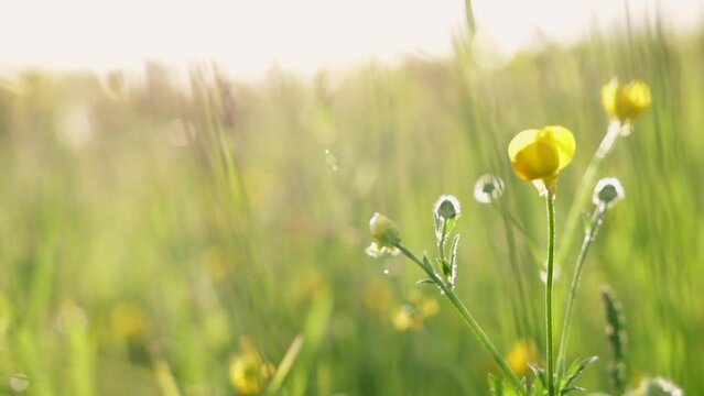bellissima inquadratura macro di alcuni fiori gialli in un campo naturale, mossi leggermente dal vento, di giorno ed illuminati da dietro dalla luce intensa del sole, campo d'erba verde sullo sfondo