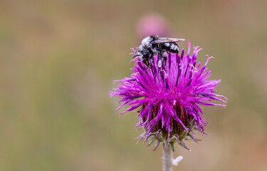 Natural close-up of female grey-backed mining bee Andrena vaga sitting on a thistle