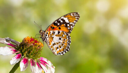 Obraz premium butterfly on flower close up with copy space