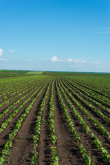 Rows of young sunflower plants growing on a vast field with dark fertile soil