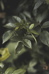 Plant Macro Botanical Close-up Nature