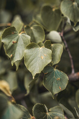 Close-up Plant Flower Flora Leaves Nature