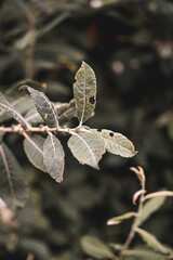 Close-up Plant Flower Flora Leaves Nature