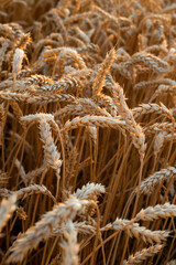 Golden wheat closeup Wheat field before harvesting