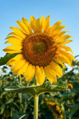 Yellow sunflower with blue summer sky