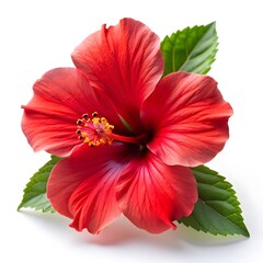 hibiscus flower isolated on white