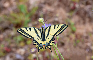 Tiger Swallowtail butterfly (Papilio alexanor) on plant