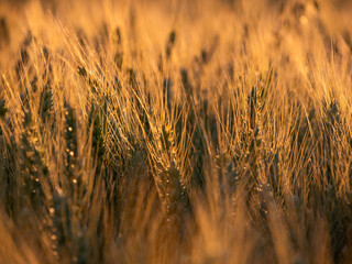 Golden ripe wheat against sunlight