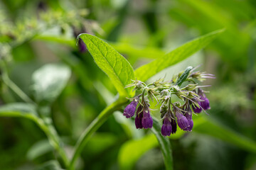 Obraz premium Purple comfrey flowers and green leaves.