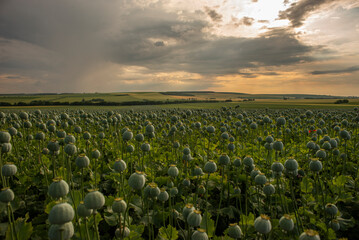 Green poppy field rural background with dramatic cloudy sky
