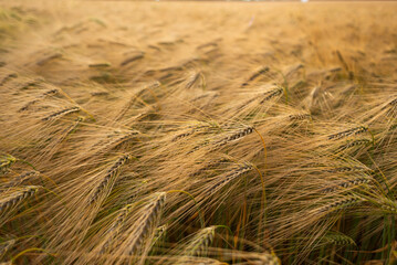 Closeup photo of golden wheat