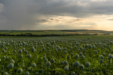 Green poppy field rural background with dramatic cloudy sky