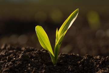 Young corn plant sprout growing
