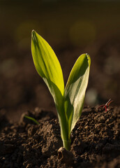 Young corn plant sprout growing