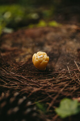 Handmade candles from natural beeswax in the shape of flowers, bears on an old stump in the forest. Hobby. Handmade present. Gift. Artistic photo of beekeeping products against the backdrop of nature