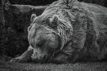 black and white photographs of a brown bear in the wild