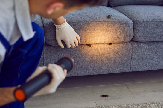 Man, professional pest control worker examining a sofa in the living room with a flashlight, uncovering cockroaches. Thorough inspections help maintain a insect-free domestic surroundings.