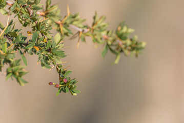 A branch of a Calafate tree, Berberis Microphylla, green leaves and small berrie