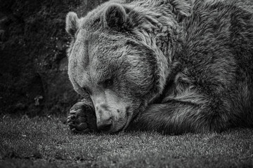 black and white photographs of a brown bear in the wild