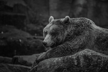 black and white photographs of a brown bear in the wild