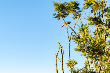 Toucan. Blue sky with clouds seen through the branches of a large tree. Advertising space. Horizontal.