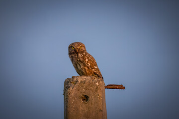 A little owl sits atop the pole and looks toward the camera lens on a sunny summer evening with a blue sky background.