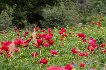 Izmir - Wild peony (Paeonia peregrina romanica) in the forest on Nif mountain.