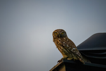 A little owl sits atop the roof and looks toward the camera lens on a sunny summer evening with a...
