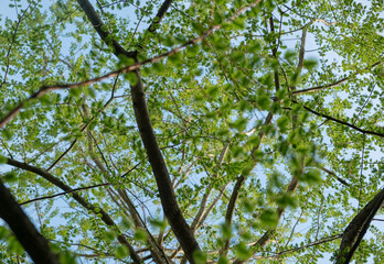 Branches trees with fresh greens of fresh leaves against a background of blue sky, full frame. Springtime. blurred foreground 