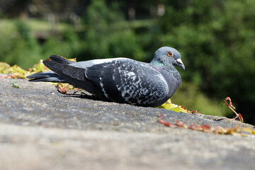 pigeon on the ground