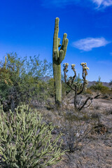 Carnegiea gigantea - giant cactus against a blue sky in the rock desert in Organ Pipe NP