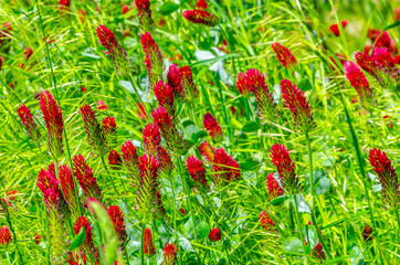 red flowers and green grass field photo wallpaper pattern background tile 