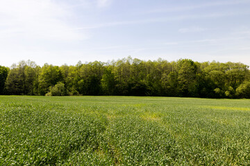 Green wheat grass in the field in spring