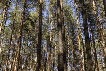 pine forest with tall trees against a blue sky background