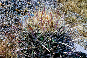 Ferocactus cylindraceus - close-up of a cactus in the desert
