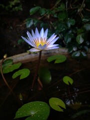 "Radiant Serenity: Capturing the Elegance of the Lotus Flower in Full Bloom"