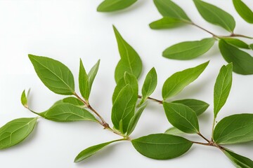 Obraz premium Green leaves frame on white background, fresh foliage border, nature greenery composition, botanical design template, vibrant plant arrangement, eco-friendly decoration, organic elements, leafy branch