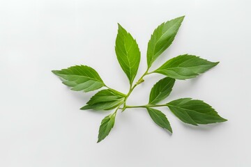 Green leaves frame on white background, fresh foliage border, nature greenery composition, botanical design template, vibrant plant arrangement, eco-friendly decoration, organic elements, leafy branch