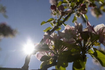 Beautiful pink apple blossoms on a blue sky background