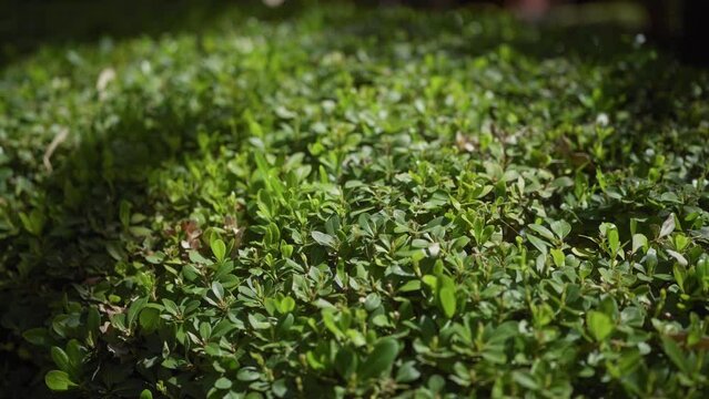 Lush greenery of vibrant boxwood bushes buxus in a tranquil garden setting.