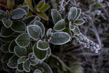 Vegetação com gelo do inverno na Mantiqueira