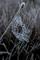 Vegetação e teia de aranha com gelo do inverno na Mantiqueira