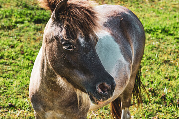Fototapeta premium Pony in the field