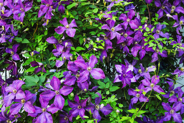 Beautiful purple flower blossoms of Clematis Jackmanii flowering among foliage and stems over a...