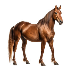 Obraz premium brown horse isolated on white