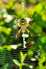 Argyope fasciée (Argiope bruennichi) sur sa toile. Appelée aussi epeire fascié, epeire frelon ou argiope rayée.8