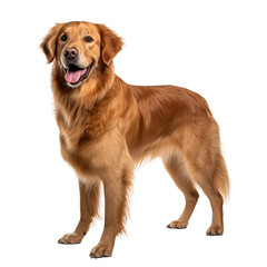 Obraz premium golden retriever dog