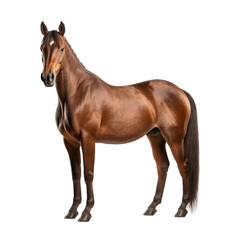 Fototapeta premium horse isolated on white background