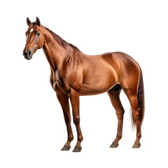 Obraz premium horse isolated on white background